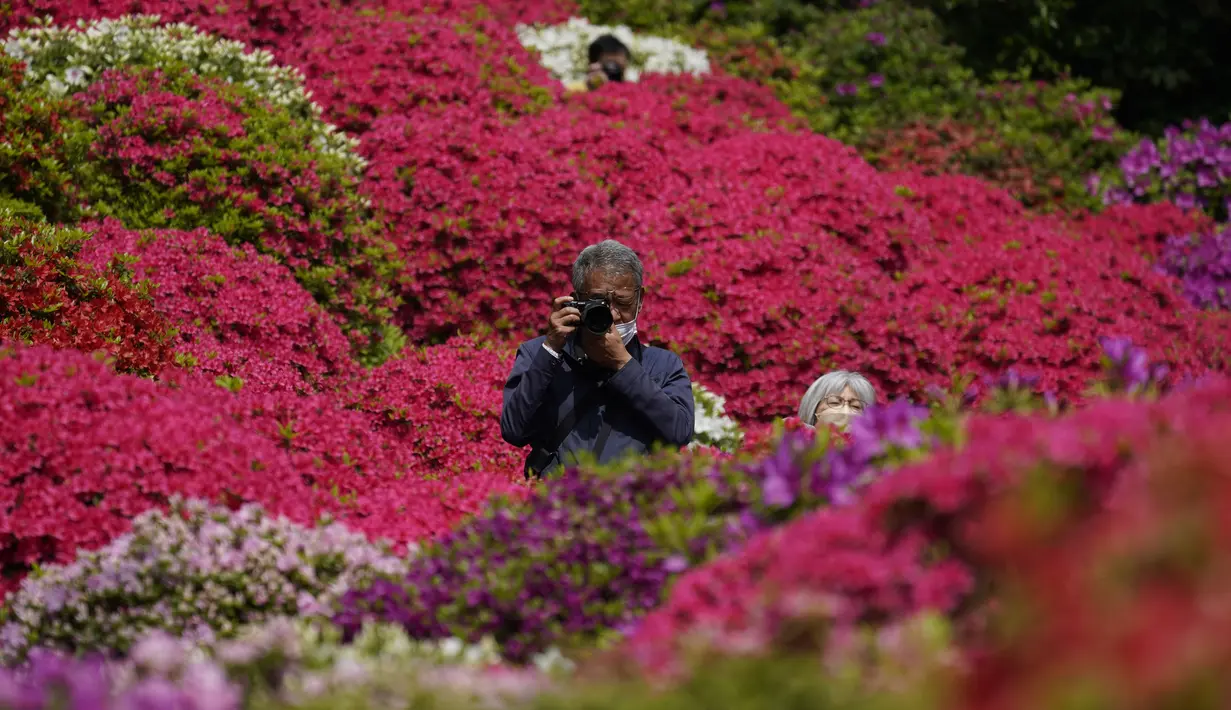 <p>Seorang pengunjung yang mengenakan masker mengambil gambar taman azalea di kuil Shinto, Tokyo pada 21 April 2022. Pada bulan April, saat musim semi mencapai puncaknya, bunga azalea akan memenuhi kompleks kuil. (AP Photo/Kiichiro Sato)</p>