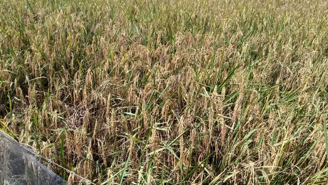 Darurat Covid-19 Tidak Mengahalangi Petani Indramayu Panen Raya Padi dan Jagung