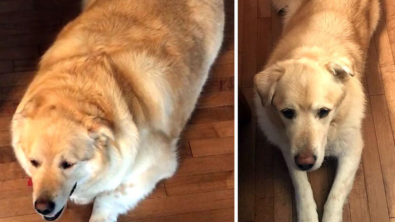 7 Foto Keren Anjing Obesitas Berjuang Turunkan Berat Badan Berlebihnya