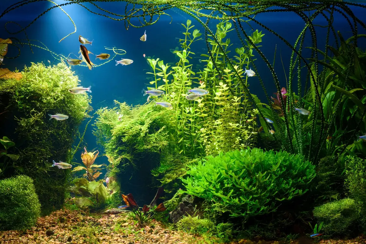 Cara Membuat Aquascape