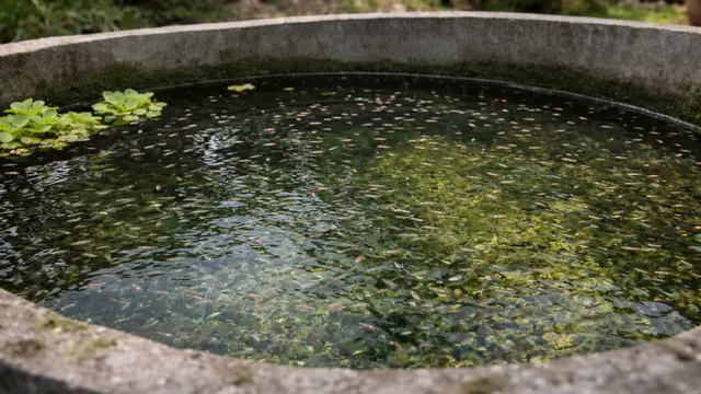 kolam ikan