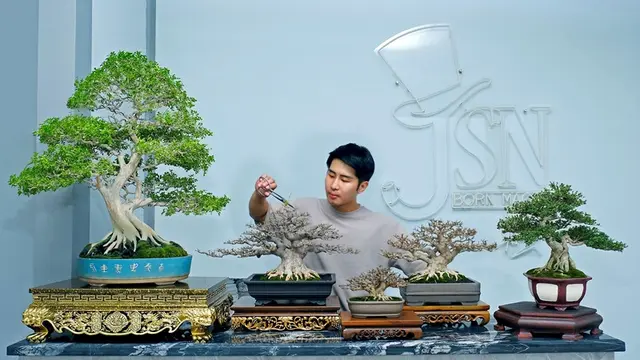 Pesulap Jusin Clasic Jadi Kolektor Bonsai Termuda