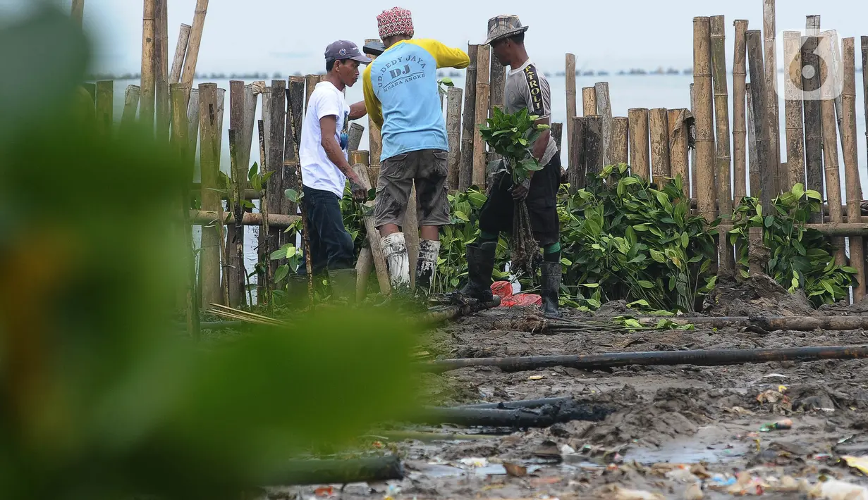 Penjaga kawasan melakukan penanaman Mangrove di area kawasan Eco Marine Mangrove Muara Angke Jakarta, kamis (7/12/2023). Sebanyak 5000 pohon mangrove ditanami guna untuk mengurangi lahan abrasi laut. (merdeka.com/Imam Buhori)