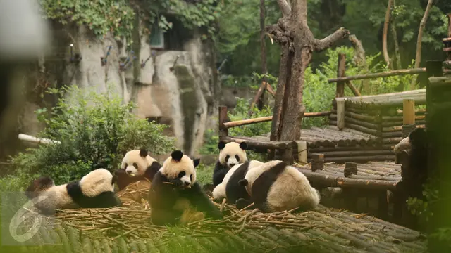 20150825-Beginilah Suasana Jika Panda Berulang Tahun-China