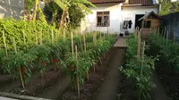 8 Ide Kebun Cabai Tanpa Pupuk Pakai Kompos Dapur, Cocok Buat Pemula yang Mau Coba Berkebun