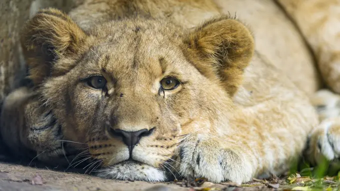 Video Petugas Taman Safari 'Tampol' Singa Bikin Netizen Geram