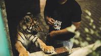 Alshad Ahmad diberi kepercayaan oleh pengelola Kebun Binatang Bandung untuk mengasuh Harimau Benggala (Foto: Dok Alshad Ahmad).