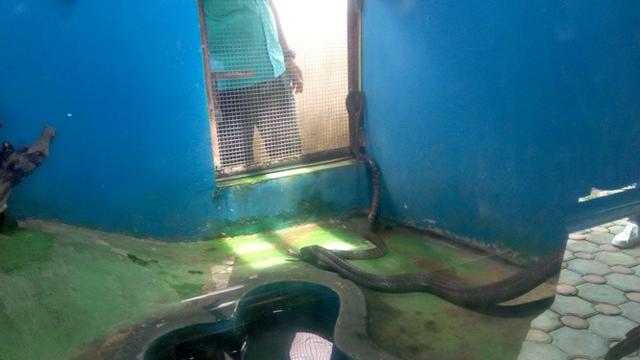 Seekor ular King kobra tengah memangsa ular jali yang diediakan penjaga taman reptil di Sanggaluri Park Purbalingga, Sabtu (4/1). (Foto: Liputan6.com/Afgani Dirgantara)