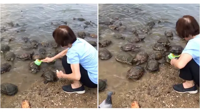 Viral, Wanita Ini Gunakan Sikat Untuk Gosok Tempurung Puluhan Kura-kura di Danau