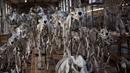 Kerangka binatang yang ditampilkan di galeri anatomi komparatif Museum Sejarah Alam Prancis di Paris, Kamis (16/11). Museum yang menyimpan ribuan tulang belulang hewan dan benda purba ini berencana merenovasi gedungnya. (Martin BUREAU/AFP)