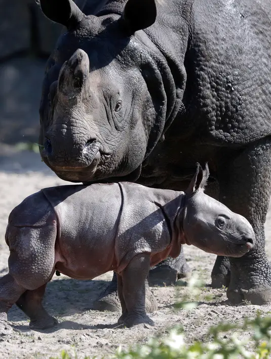 Betty badak bercula satu dan putra barunya yang baru lahir bermain di kandang mereka di Kebun Binatang di Berlin, Jerman, Kamis, (6/9). Anak badak dari bunda Betty ini lahir di pagi hari Rabu, 5 September 2018. (AP Photo/Michael Sohn)