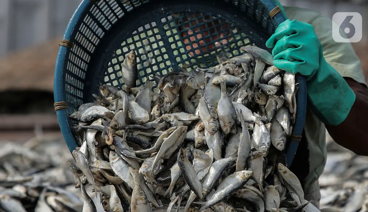 Pekerja saat menjemur ikan di kawasan Kampung Nelayan Muara Angke, Penjaringan, Jakarta Utara, Selasa (29/9/2020). Menurut nelayan, penjualan ikan asin saat pandemi COVID-19 tidak terlalu terpengaruh karena ikan merupakan bahan makanan yang diperlukan banyak warga. (Liputan6.com/Johan Tallo)