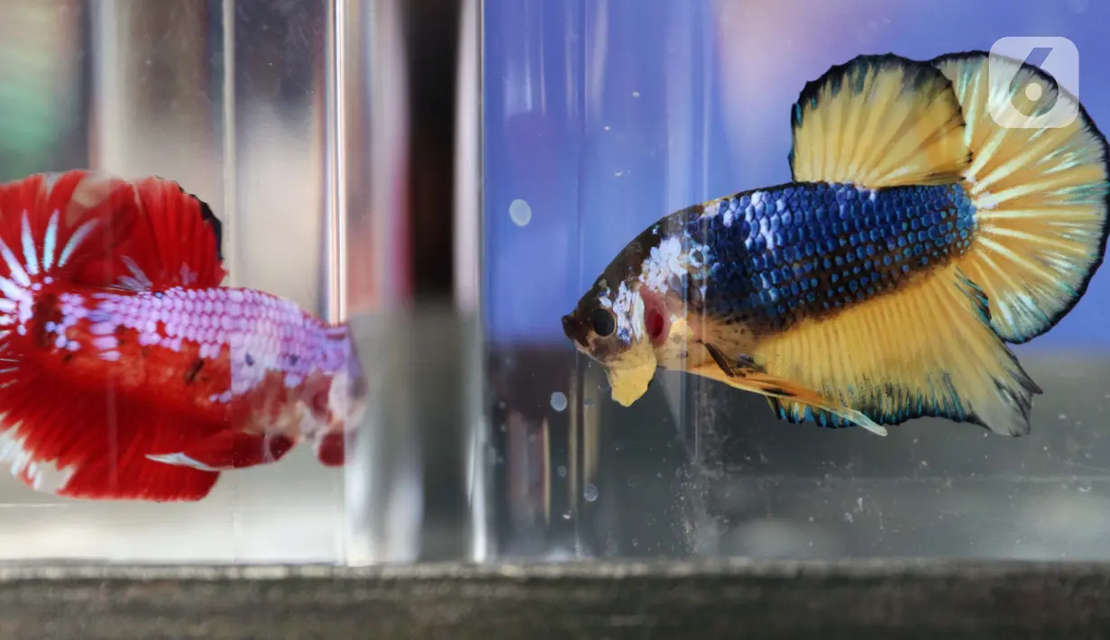 Tampilan salah satu jenis ikan cupang dalam Pameran dan Bazaar Cupang di Pasar Gembrong Baru Cipinang, Jakarta, Jumat (30/10/2020). Ajang yang berlangsung hingga 30 November 2020 itu menampilkan beragam jenis ikan cupang (Betta sp) dengan harga bervariasi. (Liputan6.com/Helmi Fithriansyah)