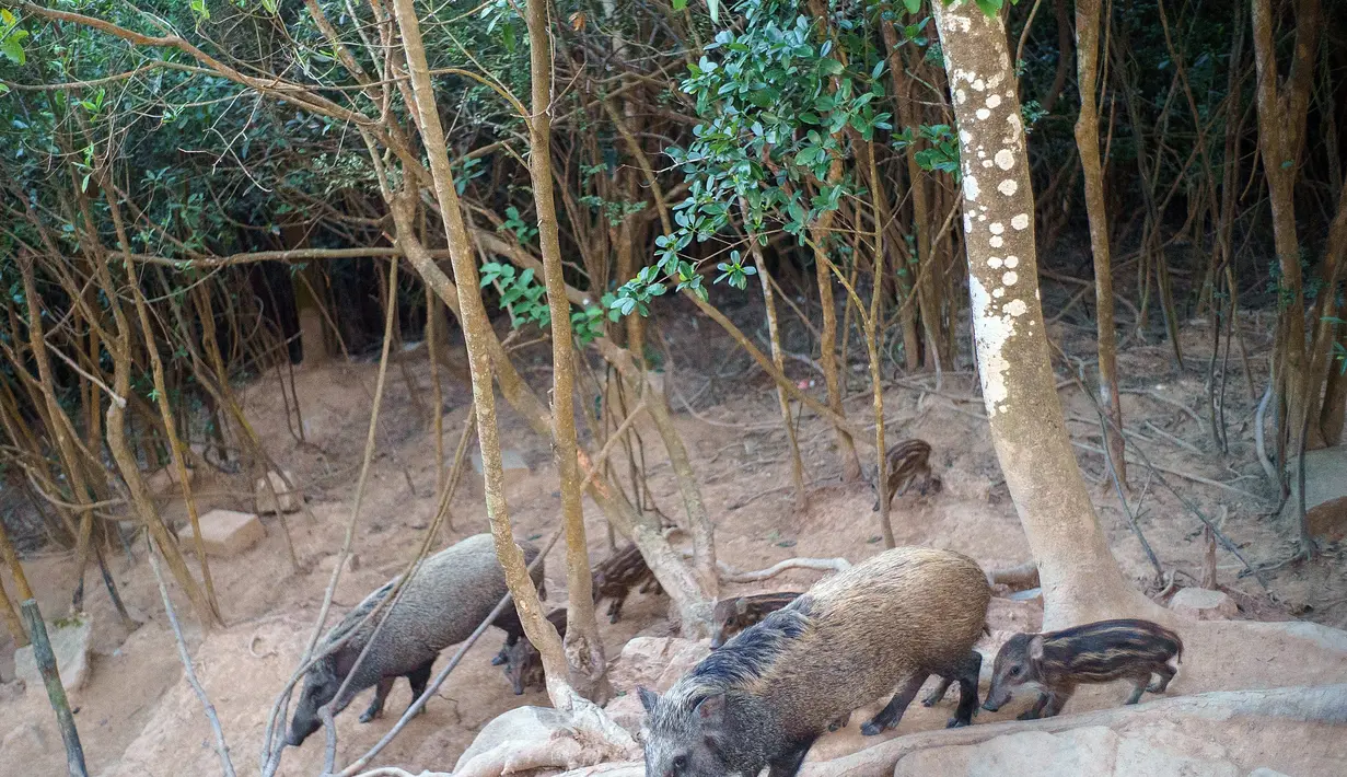 Tiga babi hutan berjalan di taman negara Mount Parker di Hong Kong (18/11/2021). Kota itu mulai memusnahkan babi hutan setelah serangan terhadap seorang petugas polisi, dengan tujuh hewan terbunuh setelah digiring ke jalan petugas satwa liar, memicu kemarahan dari konservasionis. (AFP/Yan Zhao)