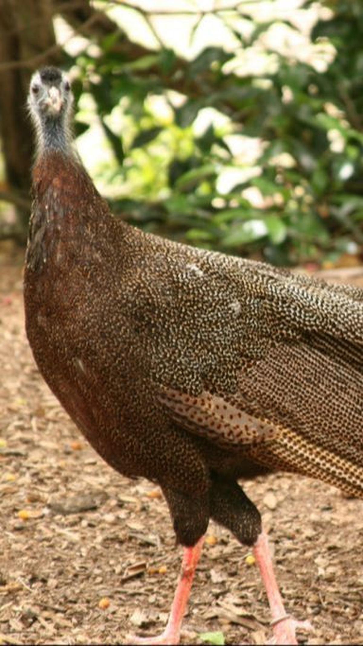 Pemerintah dan organisasi lingkungan melakukan langkah-langkah untuk menjaga keberadaan burung ini.<br><br>Mulai dari penegakan hukum terhadap perburuan ilegal, pendidikan lingkungan kepada masyarakat, hingga rehabilitasi habitat alaminya.