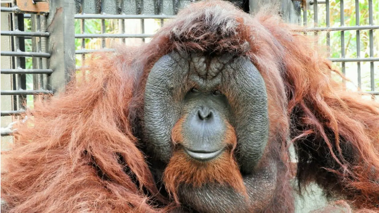Dua Orangutan Pulang Kampung ke Kalimantan