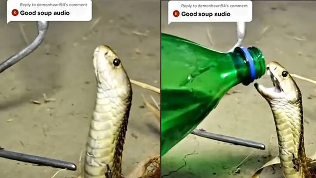 Beri Air Minum Ke Ular Kobra, Aksi Orang Ini Bikin Merinding