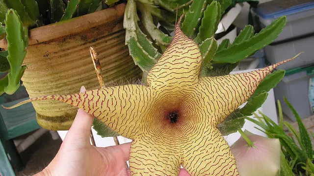 Stapelia Gigantea
