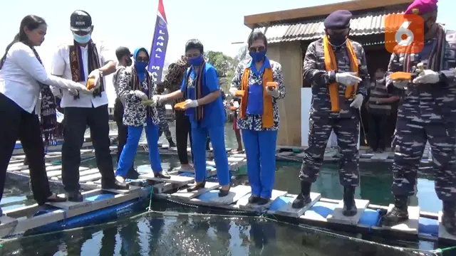 Lantamal VII Kupang, Bupati Sikka dan Lanal Mamere tebar benih ikan kerapu (Liputan6/Dionisius Wilibardus)