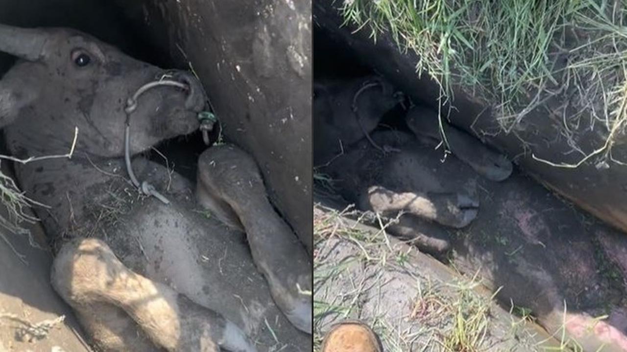 Viral Sapi Terjepit di Selokan Sempit Ini Dikira Mati, Ternyata Masih Hidup