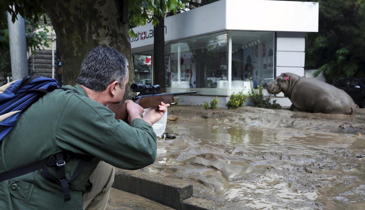 Petugas mengarahkan senapan pembius ke arah kuda nil yang berkeliaran di tengah kota di Tbilisi, Georgia, Minggu (14/6/2015). Banjir yang melanda daerah tersebut menyebabkan sejumlah hewan lepas dari kebun binatang. (REUTERS/Beso Gulashvili)