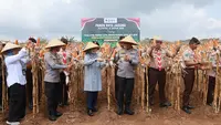 Jaga Surplus Pangan, Kapolda Jatim dan Bupati Ipuk Panen Raya Jagung di Banyuwangi