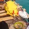 Di Tengah Pencarian Jurnalis Hilang Kontak, Kerbau Dilarung ke Selat Sunda