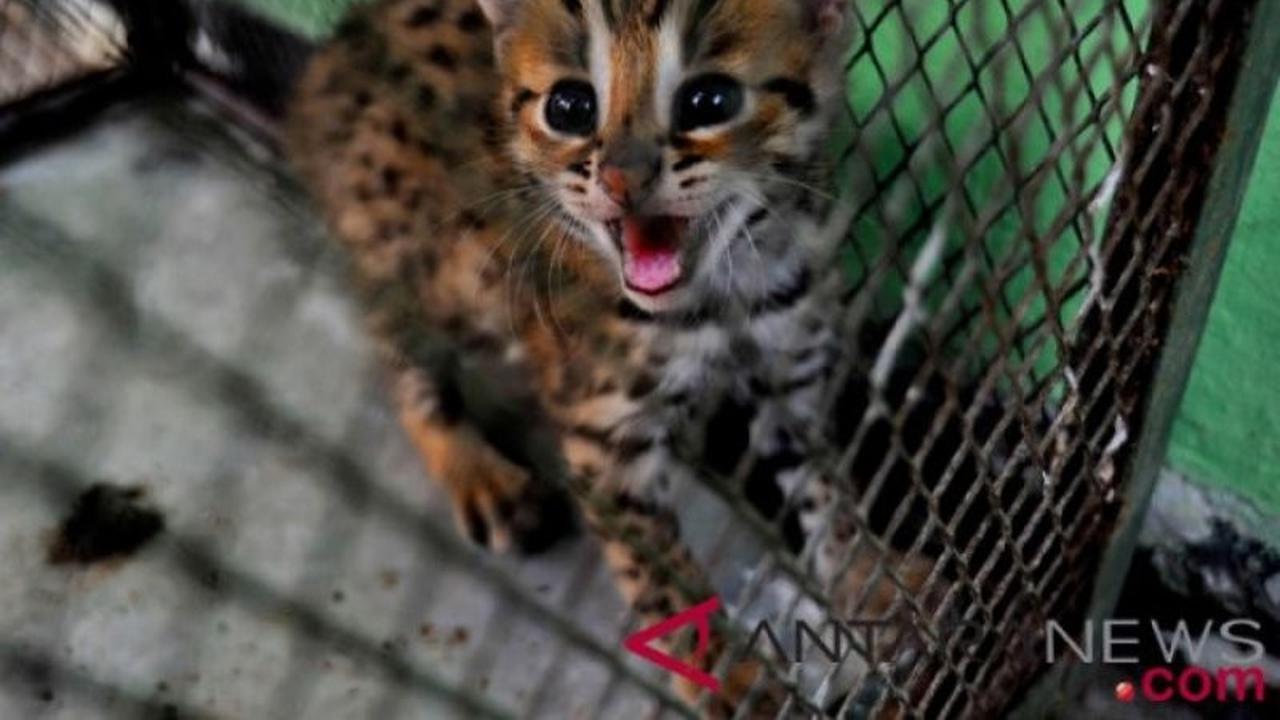 Terungkap! Kucing Kuwuk, Satwa Langka yang Dijual Rp250 Ribu, Polisi Buru Pemasok Utama