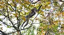 Induk monyet Surili menggendong anaknya saat mencari makan di pepohonan Taman Nasional Gunung Halimun Salak (TNGHS), Jawa Barat, Sabtu (5/1). Pada 2004, IUCN menetapkan primata pemakan segala itu terancam punah (endangered). (Merdeka.com/Iqbal Nugroho)