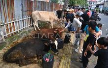 KPKP DKI Perketat Monitoring Hewan Kurban Jelang Idul Adha 2026