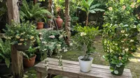 Cara Memilih Jenis Hoya yang Tepat, dari Bentuk Tumbuh hingga Kebutuhan Cahaya Rumah
