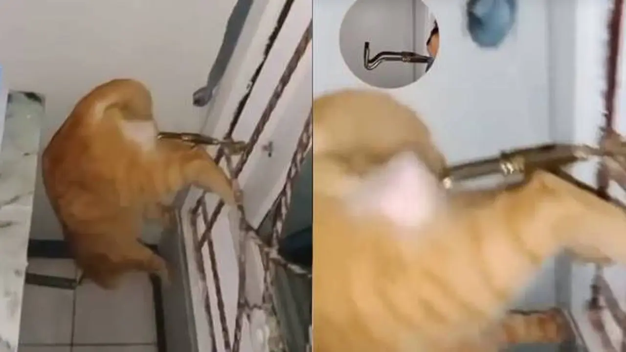 Dikira Sudah Mati, Ini Momen Kocak Kucing Nyangkut di Pengait Jendela yang Viral