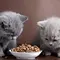 Pawrents Wajib Tahu! Ini Snack Kucing Kaya Nutrisi yang Disukai Banyak Anabul