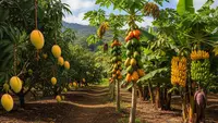 5 Kebun Buah Kombinasi yang Cepat Panen dan Menguntungkan