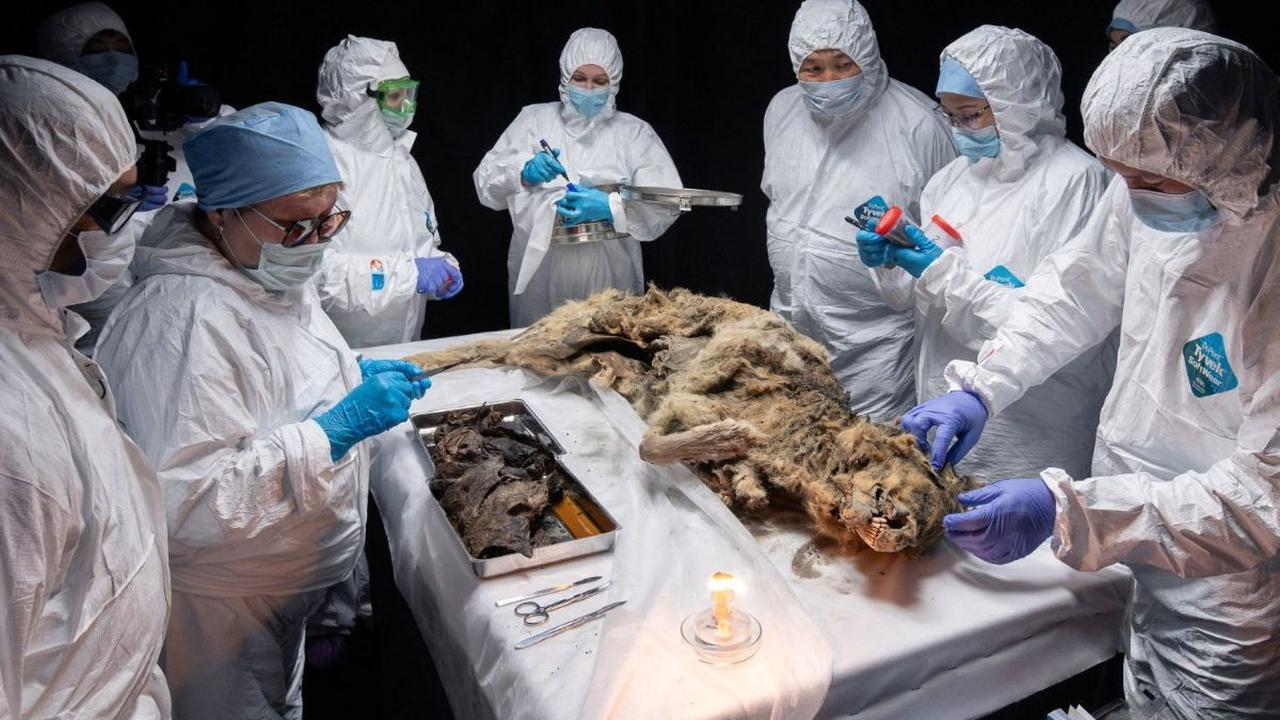 Sejumlah ilmuwan membedah bangkai serigala purba, yang membeku di lapisan es selama lebih dari 44.000 tahun, di laboratorium Universitas Federal Timur Laut, Yakutsk, Rusia, pada 18 Juni 2024. Ditemukan secara tidak sengaja di Distrik Abyyskiy, Yakutia pad
