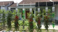 7 Tips Cabai Gantung Tidak Layu Meski Cuaca Panas, Panen Optimal Sepanjang Tahun