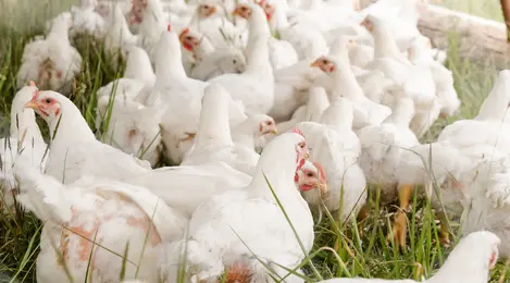 7 Arti Mimpi Menangkap Ayam Yang Sering Bikin Penasaran - Lifestyle  Fimela.com