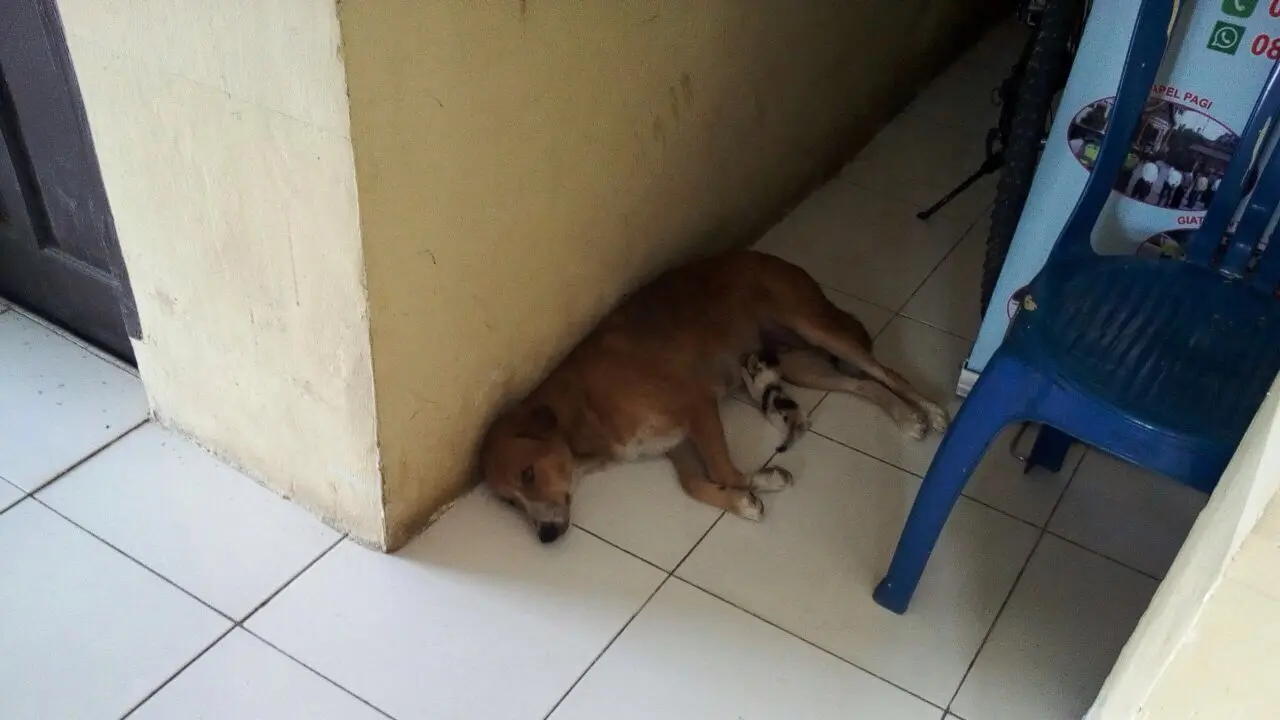 Anjing Rawat Kucing