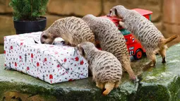 Kawanan meerkat mengambil makanan dari dalam kado hadiah Natal yang diberikan pihak kebun binatang di Hanover, Jerman, Selasa (19/12). Beragam reaksi muncul saat binatang penghuni kebun binatang itu menerima kado. (PHILIPP VON DITFURTH/DPA /AFP)