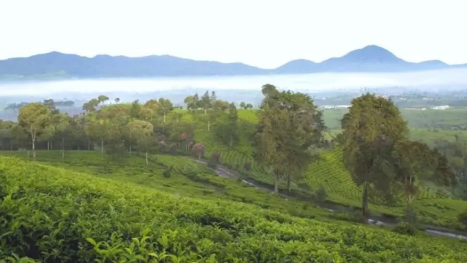 6 Hal yang Perlu Kamu Tahu tentang Pangalengan