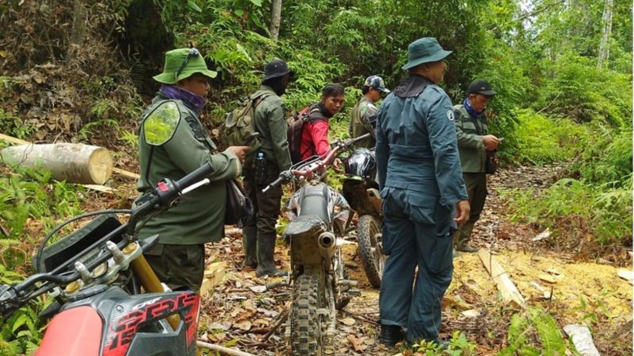 Kemenhut Kantongi Nama Pemilik Kebun Sawit Ilegal di TN Tesso Nilo, Siap Tindak Tegas Pelanggar