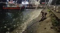 Fenomena Ribuan Ikan Berlompatan ke Darat di Pelabuhan Panjang Bandar Lampung, BMKG Ungkap Penyebabnya