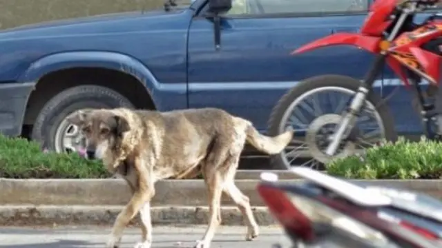 4 Kisah Anjing Paling Setia, Bagaimana Kini Nasib Mereka?