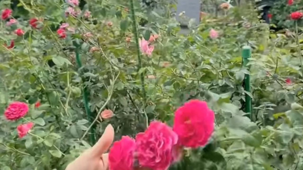 5 Potret Kebun Bunga Mawar Desiree Tarigan di Halaman Belakang Rumah, Bunga Bermekaran Warna-warni Sangat Cantik