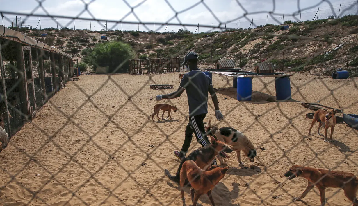 Relawan Palestina di Sula Society for Animal Care Saeed al-Err merawat anjing liar di  asosiasi penampungan di Kota Gaza (9/9/2020). (AFP Photo/Mohammed Abed)