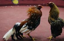 Arena Sabung Ayam Jadi Ajang Pembantaian, 12 Orang Tewas dan 4 Tersangka Ditangkap