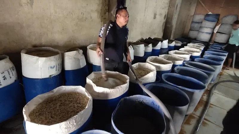 Seorang pekerja di lokasi budidaya tanaman toge milik Heri Kiswanto, Cilebut, Jawa Barat.