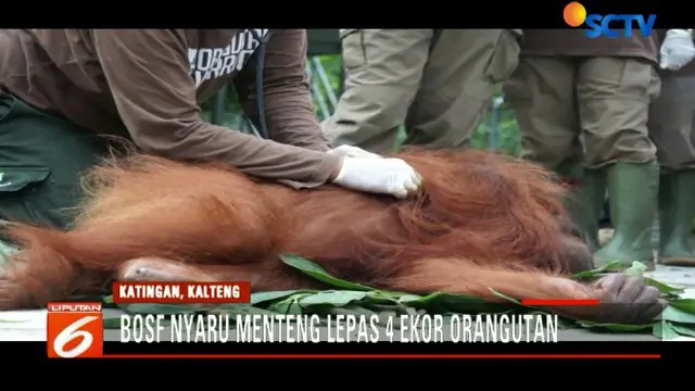 Aktivitas ini merupakan pelepasan orangutan pertama di tahun 2018, sekaligus untuk memperingati Hari Sejuta Pohon Sedunia.