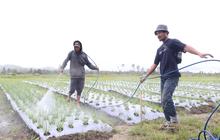 Ikut Program Lumbung Pangan, Begini Kisah Para Petani di Tanah Humbang Hasundutan