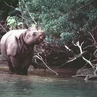 Meskipun sudah sangat langka, tapi inilah hewan endemik yang ada di Taman Nasional Ujung Kulon, selain Badak Jawa. (Foto: cekaja.com)